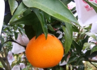 爱媛38号果冻橙可以吸着吃的柑橘好吃不上火5斤